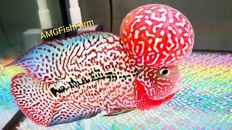 Thức Ăn Cho Cá La Hán AMG Tăng Châu Đầu Màu 100g