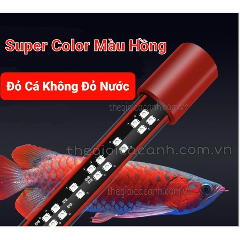 ĐÈN LED CÁ RỒNG MAYIN SUPER COLOUR ĐỎ CÁ KHÔNG ĐỎ NƯỚC