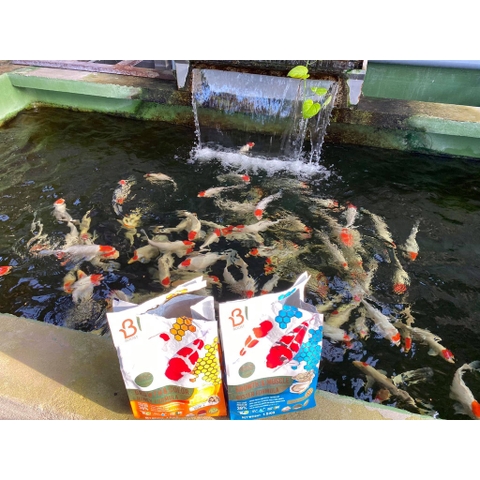 THỨC ĂN CÁ KOI GROWTH VÀ MUSCLE FORMULA BOOST SAKURA 6,5kg - Protein Hàu (gói trắng xanh biển)