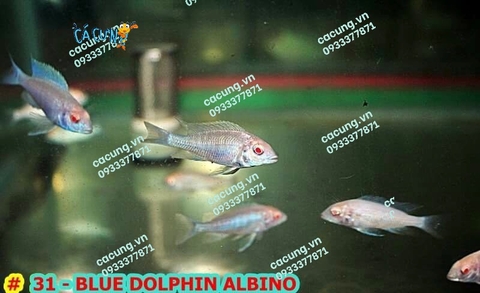 BLUE DOLPHIN ALBINO (HEO TRẮNG)