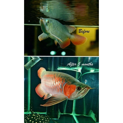 Power Pink ( Tăng Màu Sắc Cho Cá )