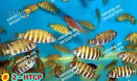 Hoàng Tử Châu Phi