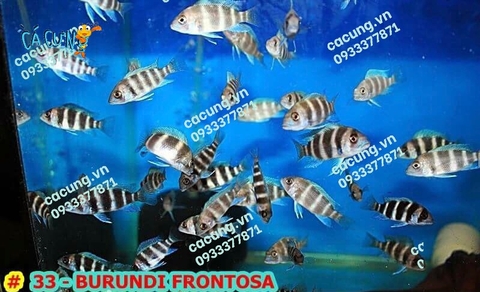BURUDIN FRONTOSA (ĐẦU BÒ)