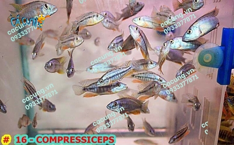 Compressiceps (MẶT NGỰA)
