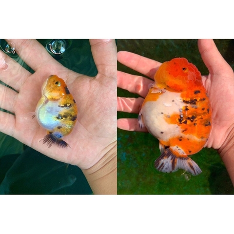 Men vi sinh tổng hợp cao cấp - BIO MIX PLUS 3in1