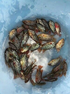 Cá Bột King Kamfa Thái Nhập