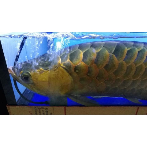 Aqua H - Thuốc Chống Shock và Cấp Cứu cho Cá Rồng