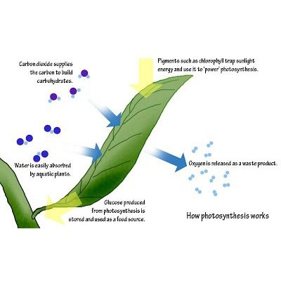 Seachem Flourish Excel - Phân Nước Bổ Sung CO2 Cao Cấp, Diệt Rêu Hại (Hàng Công Ty)