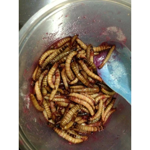 CZ13 - AQUA PLUS (VITAMIN CHO RỒNG, HỔ, SAM)