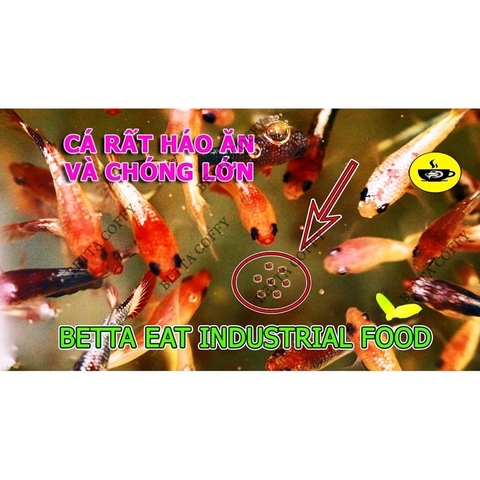 Thức ăn cho cá bảy màu, guppy, betta cá cảnh, cá thủy sinh 20gram