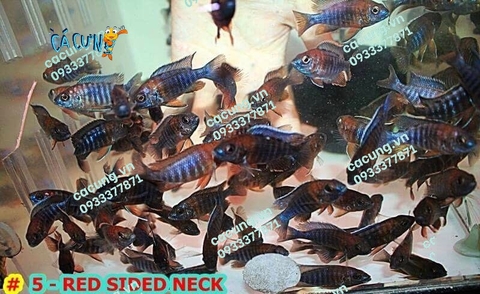 Red Sided Neck