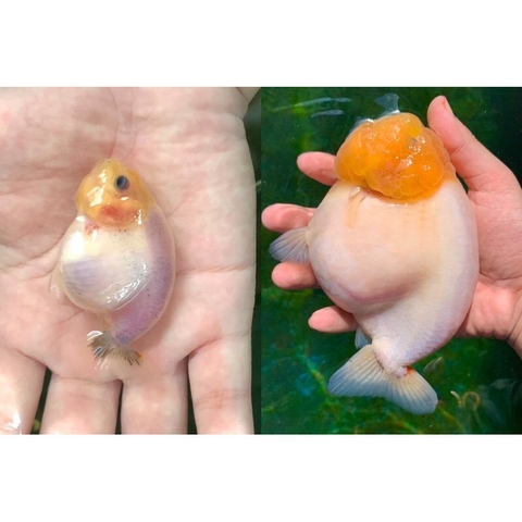 Men vi sinh tổng hợp cao cấp - BIO MIX PLUS 3in1