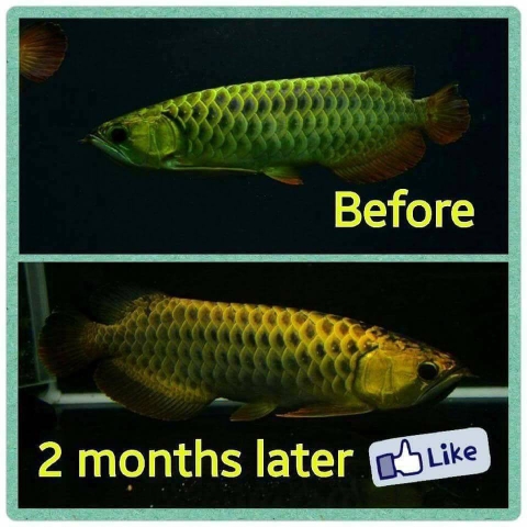 CZ13 - AQUA PLUS (VITAMIN CHO RỒNG, HỔ, SAM)