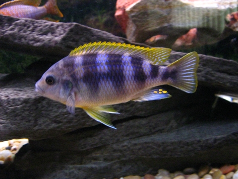 CHITIMBA