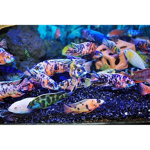 Thức Ăn Rainbow Lên Màu Cho Cá Ali Cichilds và các loại cá cảnh - Hộp New 100g (Hàng Công Ty)