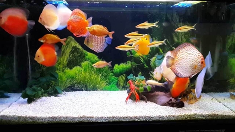 Bộ Dụng Cụ Bể Cá JENECA  7in1 AS60 Cho Hồ Cá Cảnh, Hồ Thủy Sinh