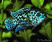 ELECTRIC BLUE JACK DEMPSEY (ĐIỆN QUANG)