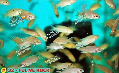 Fulwe Rock(CÁNH ÉN)