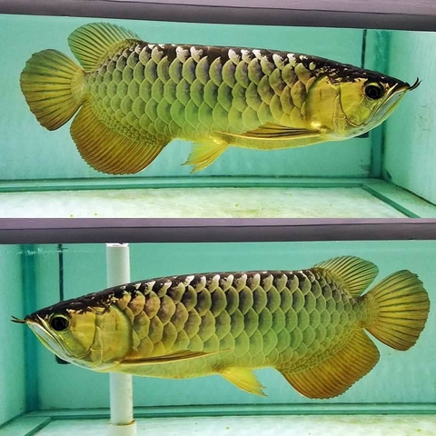 CZ13 - AQUA PLUS (VITAMIN CHO RỒNG, HỔ, SAM)