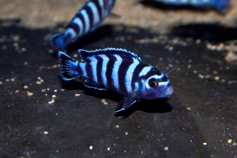 DEMASONI