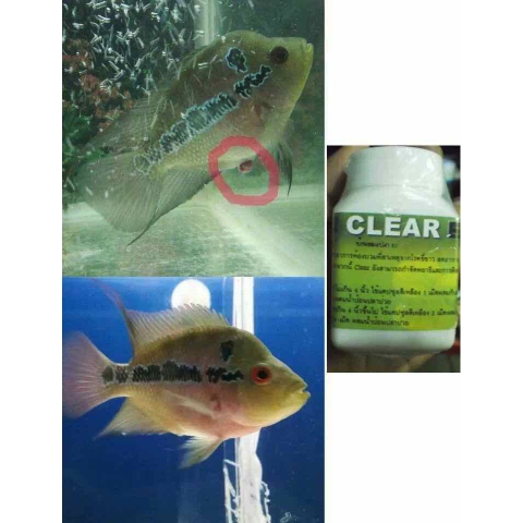 Clear Cz9 - Viên xử lý sình bụng và phân trắng cho cá - HÀNG CÔNG TY