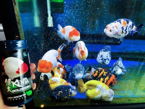 Cám Kenta High Growth 180g - Siêu Tăng Trưởng 50% Protein (Hàng Công Ty)