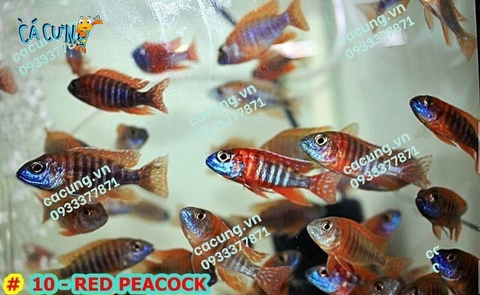 Red Peacock
