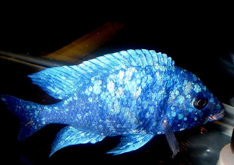 LAM BẢO THẠCH ( TANZANIA)