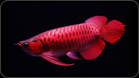 ĐÈN LED CÁ RỒNG MAYIN SUPER COLOUR PLUS ĐỎ CÁ KHÔNG ĐỎ NƯỚC