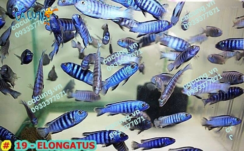 Elongatus