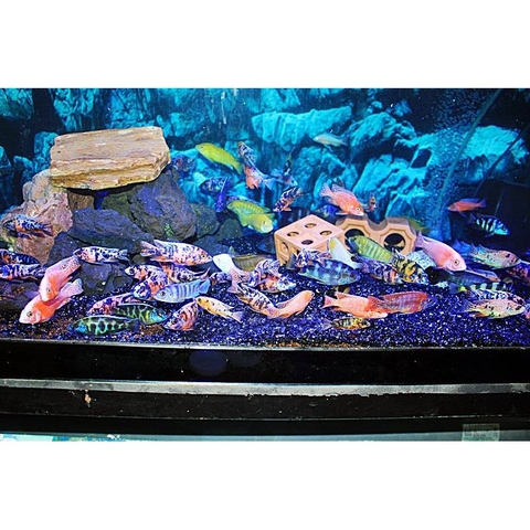 Thức Ăn Rainbow Lên Màu Cho Cá Ali Cichilds và các loại cá cảnh - Hộp New 100g (Hàng Công Ty)