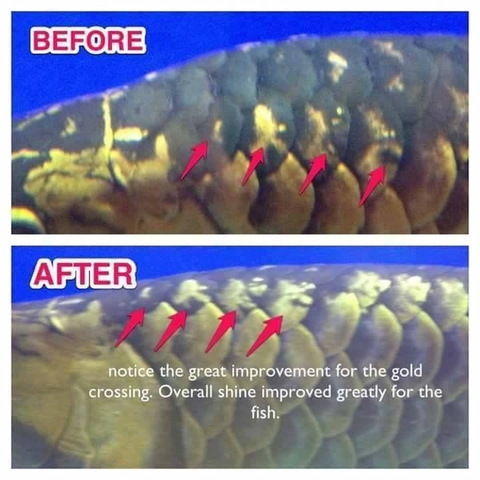 CZ13 - AQUA PLUS (VITAMIN CHO RỒNG, HỔ, SAM)