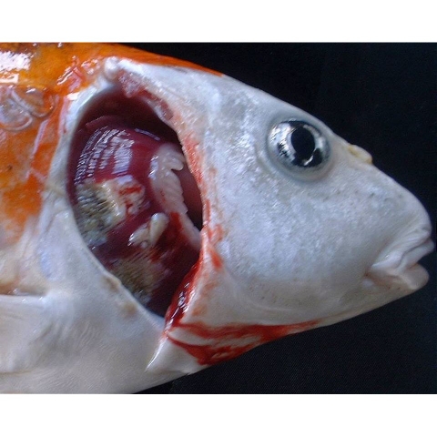 Thuốc PARACIDE CZ18 - Trị Ký Sinh Trùng Cho Cá