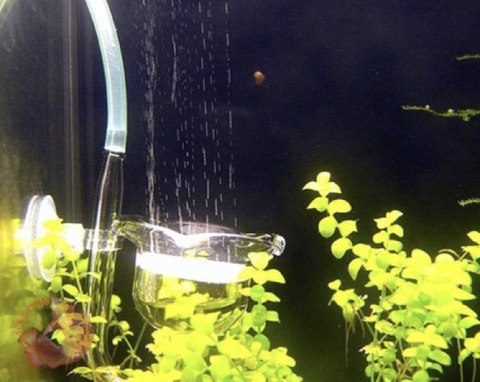 Cốc khuếch tán CO2 cho bể thủy sinh BOYU CO-100 (Hàng Công Ty)