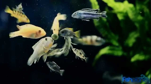 Thức ăn viên dán chứa Tảo cho cá cảnh JBL Novo Fect 100ml (58g) của Đức