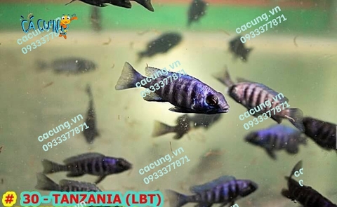 LAM BẢO THẠCH ( TANZANIA)