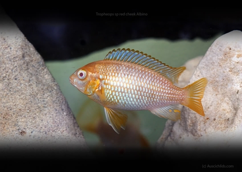 RED CHEEK ALBINO