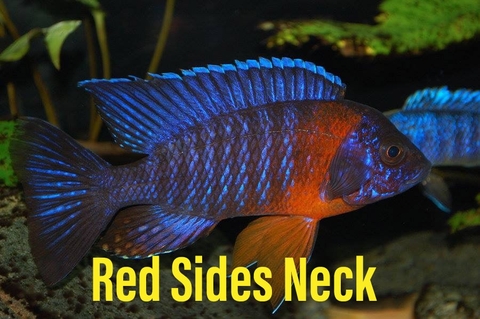 Red Sided Neck