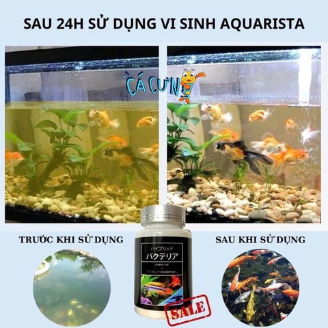 Vi sinh viên nén Aquarista Nhật Bản (Hộp 100 viên)