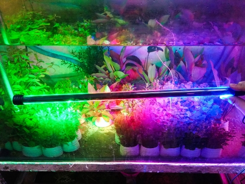 Đèn Led Hồ Cá 3 Màu/ Xanh/Hồng T4-600Led (53cm)