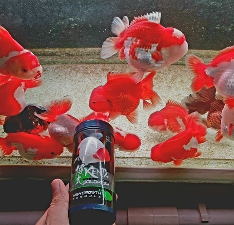 Cám Kenta High Growth 180g - Siêu Tăng Trưởng 50% Protein (Hàng Công Ty)