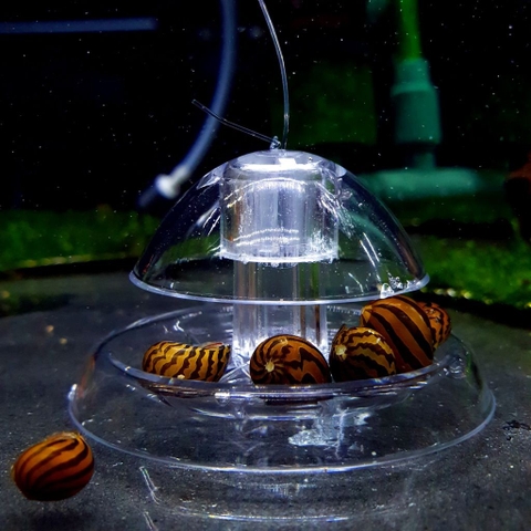 BẪY ỐC HẠI TRONG HỒ THUỶ SINH