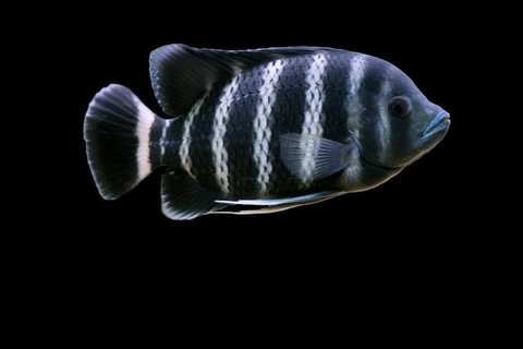 Hoàng Tử Châu Phi