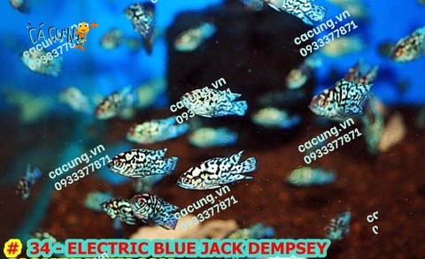 ELECTRIC BLUE JACK DEMPSEY (ĐIỆN QUANG)