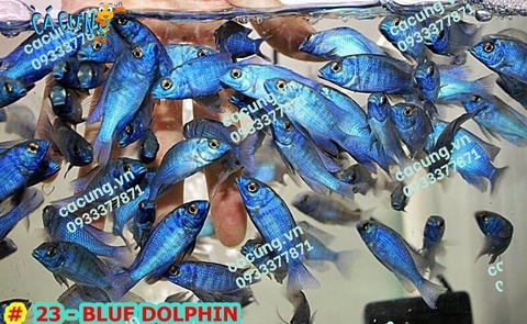 Bluf Dolphin