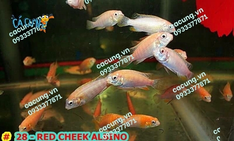 RED CHEEK ALBINO