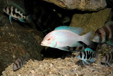 BLUE DOLPHIN ALBINO (HEO TRẮNG)