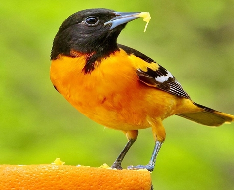 Carophyll Red 10% & Carophyll Yellow 10% | Carophyll Đỏ Vàng lên màu cho cá tôm tép chim (Hàng Cty)