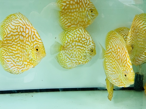 Carophyll Red 10% & Carophyll Yellow 10% | Carophyll Đỏ Vàng lên màu cho cá tôm tép chim (Hàng Cty)