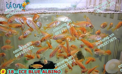 Ice Blue Albino